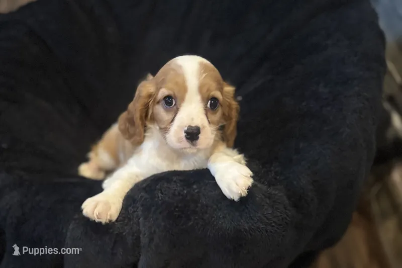 Maggie – Cavalier King Charles Spaniel puppy for sale in Buffalo, MO