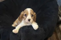 Maggie, a female Cavalier King Charles Spaniel for sale in Buffalo, MO – 1 of 8