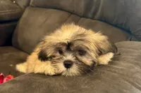 Camilla, a female Lhasa Apso for sale in Buffalo, MO – 6 of 9