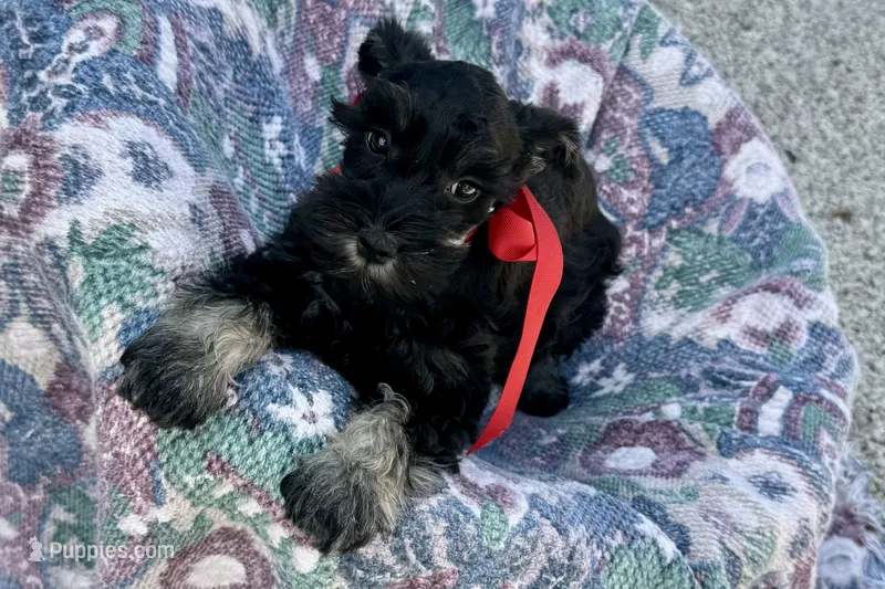 Addie – Miniature Schnauzer puppy for sale in Buffalo, MO