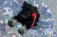 AKC- Addie, a female Miniature Schnauzer for sale in Buffalo, MO – 1 of 10