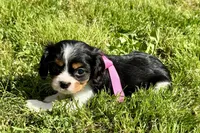 Pyper, a female Cavalier King Charles Spaniel for sale in Buffalo, MO – 6 of 8