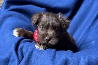 Eric, a male Miniature Schnauzer for sale in Buffalo, MO – 2 of 10