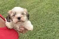 Carter, a male Lhasa Apso for sale in Buffalo, MO – 6 of 10
