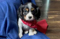 Ryder, a male Cavalier King Charles Spaniel for sale in Buffalo, MO – 1 of 10
