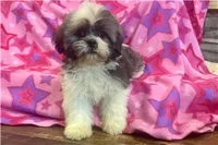 Tizzy, a female Lhasa Apso for sale in Buffalo, MO – 5 of 6