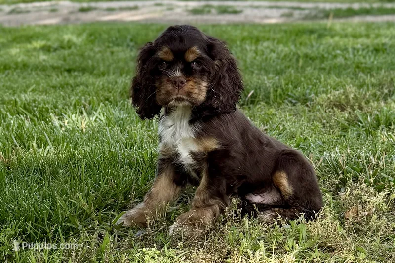 Bluey - AKC Champion Background – Cocker Spaniel puppy for sale in Buffalo, MO
