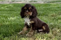 Bluey - AKC Champion Background, a male Cocker Spaniel for sale in Buffalo, MO – 1 of 7