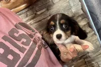 Russ, a male Cavalier King Charles Spaniel for sale in Buffalo, MO – 8 of 10