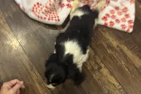 Mochi, a female Cavalier King Charles Spaniel for sale in Buffalo, MO – 4 of 10