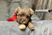 Ebby - AKC, a female Miniature Schnauzer for sale in Buffalo, MO – 5 of 9