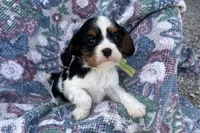 Paris, a female Cavalier King Charles Spaniel for sale in Buffalo, MO – 5 of 10