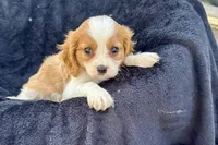 Preston, a male Cavalier King Charles Spaniel for sale in Buffalo, MO – 7 of 9