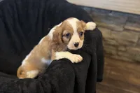 Maggie, a female Cavalier King Charles Spaniel for sale in Buffalo, MO – 6 of 8