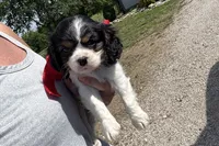 Paisley , a female Cavalier King Charles Spaniel for sale in Buffalo, MO – 2 of 9