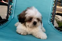 Luna- AKC Champion Bloodlines, a female Lhasa Apso for sale in Buffalo, MO – 8 of 9