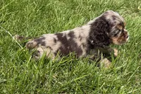 Lucky, a male Cocker Spaniel for sale in Buffalo, MO – 5 of 5