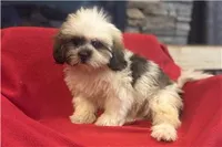 Teo, a male Lhasa Apso for sale in Buffalo, MO – 4 of 6