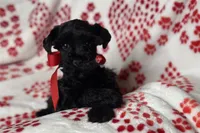 AKC Ariel, a female Miniature Schnauzer for sale in Buffalo, MO – 10 of 10