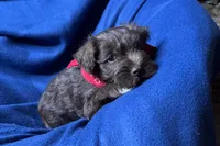 Eric, a male Miniature Schnauzer for sale in Buffalo, MO – 5 of 10