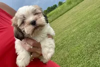 Carter, a male Lhasa Apso for sale in Buffalo, MO – 2 of 10