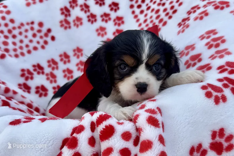 Paisley  – Cavalier King Charles Spaniel puppy for sale in Buffalo, MO