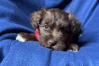 Eric, a male Miniature Schnauzer for sale in Buffalo, MO – 3 of 10