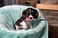 Renley, a female Cavalier King Charles Spaniel for sale in Buffalo, MO – 5 of 10