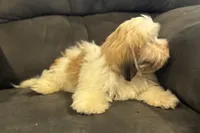 Carter, a male Lhasa Apso for sale in Buffalo, MO – 4 of 10