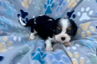 Patrick, a male Cavalier King Charles Spaniel for sale in Buffalo, MO – 4 of 10