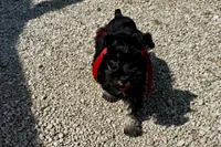 AKC- Addie, a female Miniature Schnauzer for sale in Buffalo, MO – 2 of 10