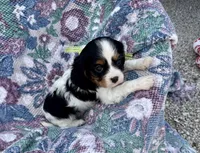 Paris, a female Cavalier King Charles Spaniel for sale in Buffalo, MO – 10 of 10