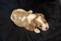Maggie, a female Cavalier King Charles Spaniel for sale in Buffalo, MO – 4 of 8