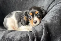 Rhett, a male Cavalier King Charles Spaniel for sale in Buffalo, MO – 2 of 9