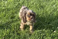 Rusty - Blue Eyes/ AKC Champion Background, a male Cocker Spaniel for sale in Buffalo, MO – 3 of 10