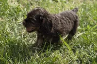 Bingo, a male Cocker Spaniel for sale in Buffalo, MO – 3 of 4