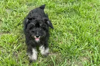 AKC- Addie, a female Miniature Schnauzer for sale in Buffalo, MO – 5 of 8
