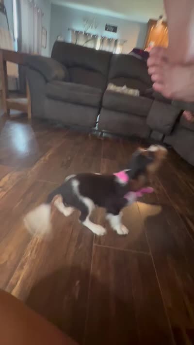 Renley, a female Cavalier King Charles Spaniel for sale in Buffalo, MO – 10 of 10
