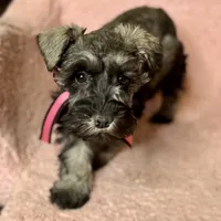 Stormy, a female Miniature Schnauzer for sale in Buffalo, MO – Photo 1 of 10