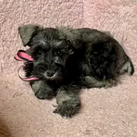 Stormy, a female Miniature Schnauzer for sale in Buffalo, MO – Photo 8 of 10