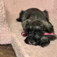 Stormy, a female Miniature Schnauzer for sale in Buffalo, MO – Photo 9 of 10