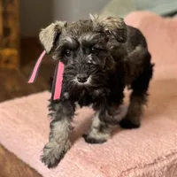 Stormy, a female Miniature Schnauzer for sale in Buffalo, MO – Photo 5 of 10