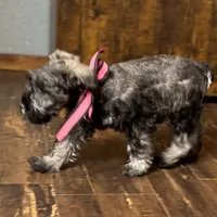 Stormy, a female Miniature Schnauzer for sale in Buffalo, MO – Photo 2 of 10