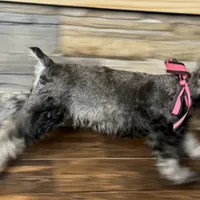 Stormy, a female Miniature Schnauzer for sale in Buffalo, MO – Photo 7 of 10