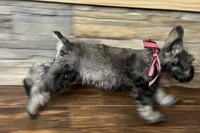 processed/ab4aa404-d4c2-435b-925c-af40801d79c1/listing/6670232f-2491-4edf-a716-f2fae749d9e1/9ffb7927-2a72-43c5-8741-771a8d193aa5