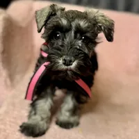 Stormy, a female Miniature Schnauzer for sale in Buffalo, MO – Photo 4 of 10