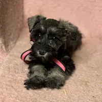 Stormy, a female Miniature Schnauzer for sale in Buffalo, MO – Photo 10 of 10