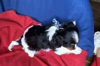 Ryan, a male Cavalier King Charles Spaniel for sale in Buffalo, MO – 3 of 10