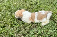 Carter, a male Lhasa Apso for sale in Buffalo, MO – 9 of 10