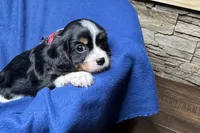 Russ, a male Cavalier King Charles Spaniel for sale in Buffalo, MO – 4 of 9
